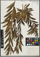 Foto von Salix purpurea L. x Salix viminalis L.